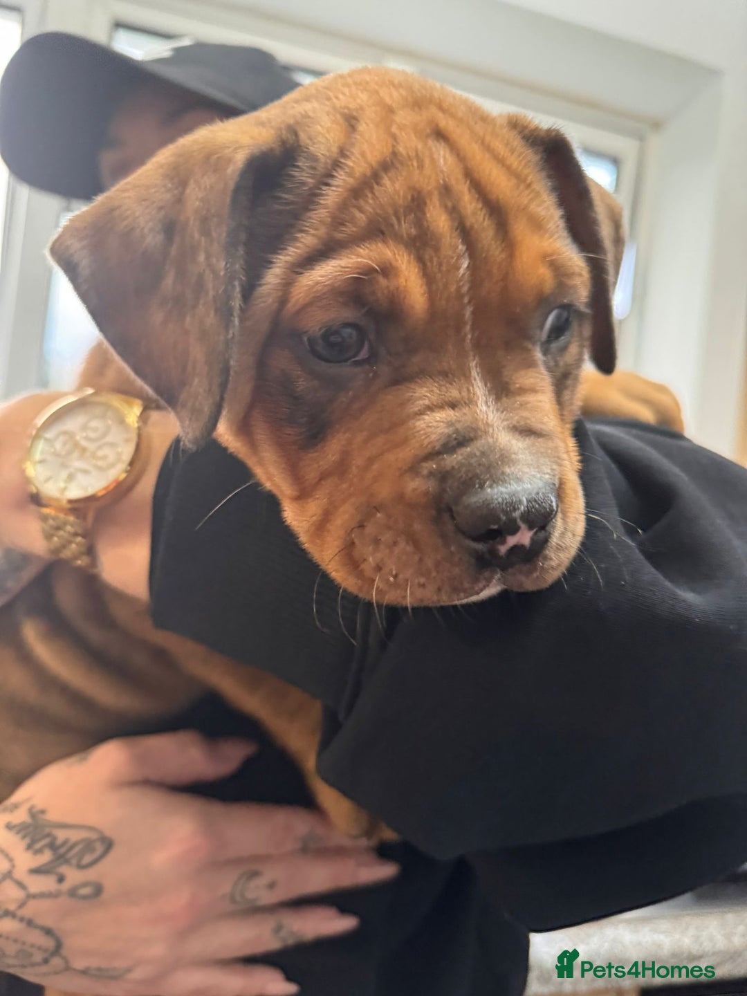 Mixed Breed dogs for sale: Gorgeous boy Ronnie.  - Advert 2