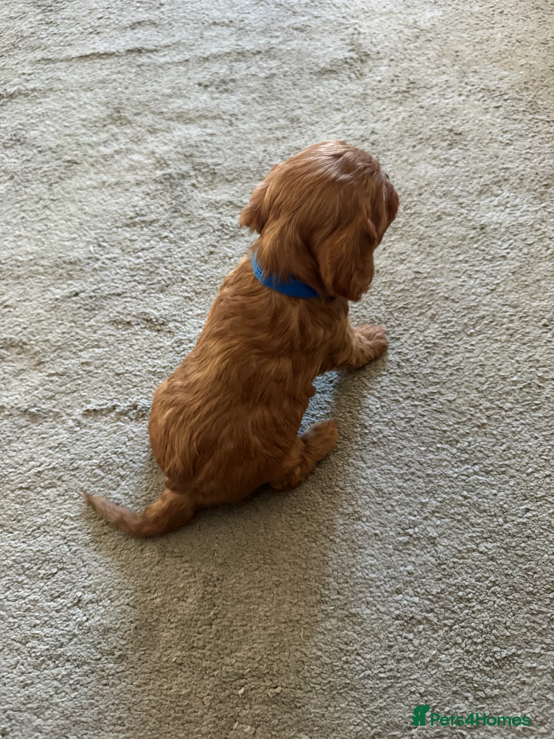 Cavapoo dogs for sale: Superb quality Cavapoo Puppies  - Advert 10