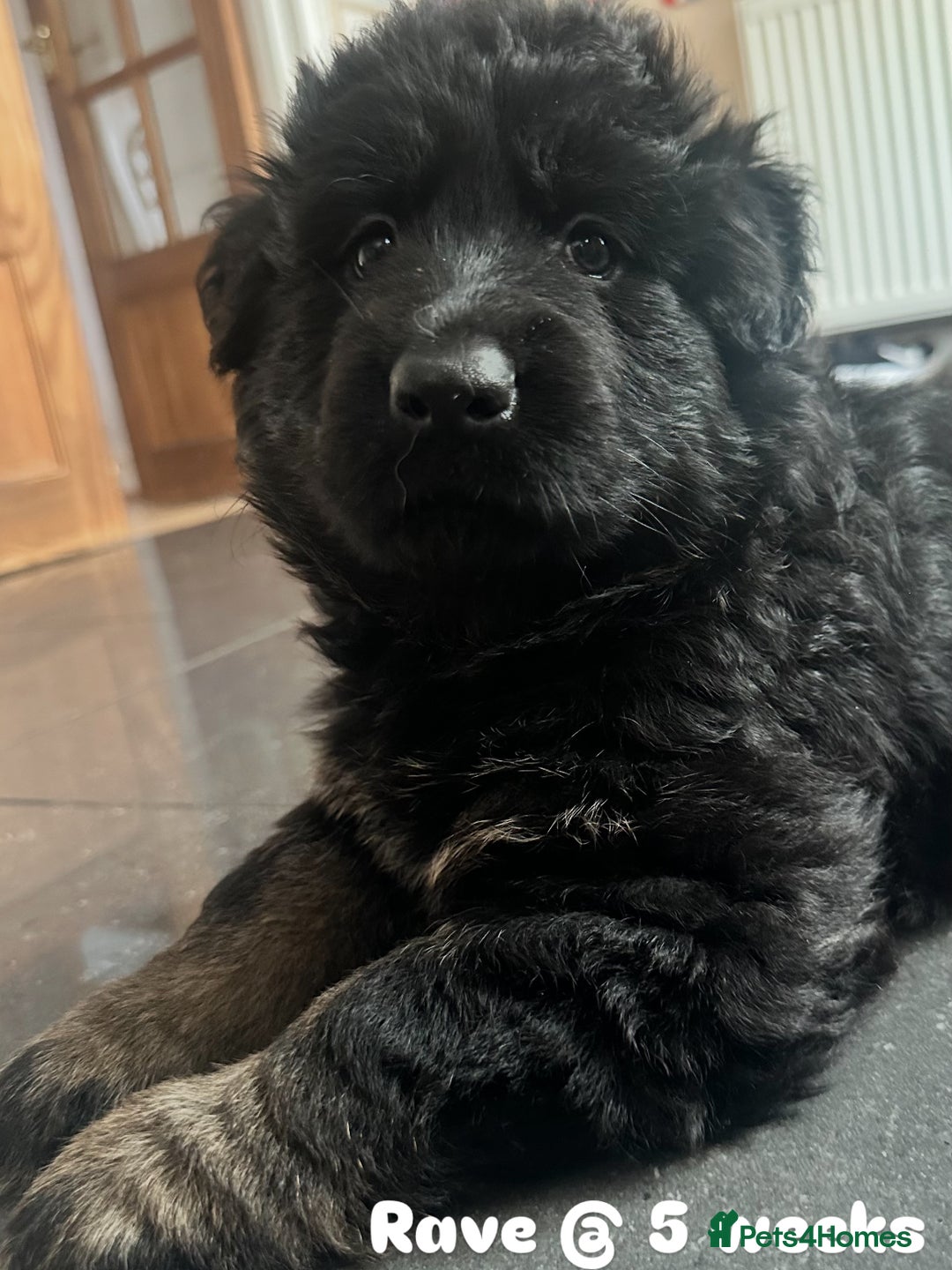 German Shepherd dogs for stud: German Shepherd Long Haired *Stud* - Advert 12