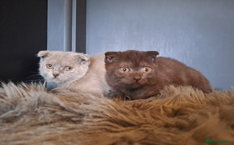 Scottish Fold cats - Advert 3