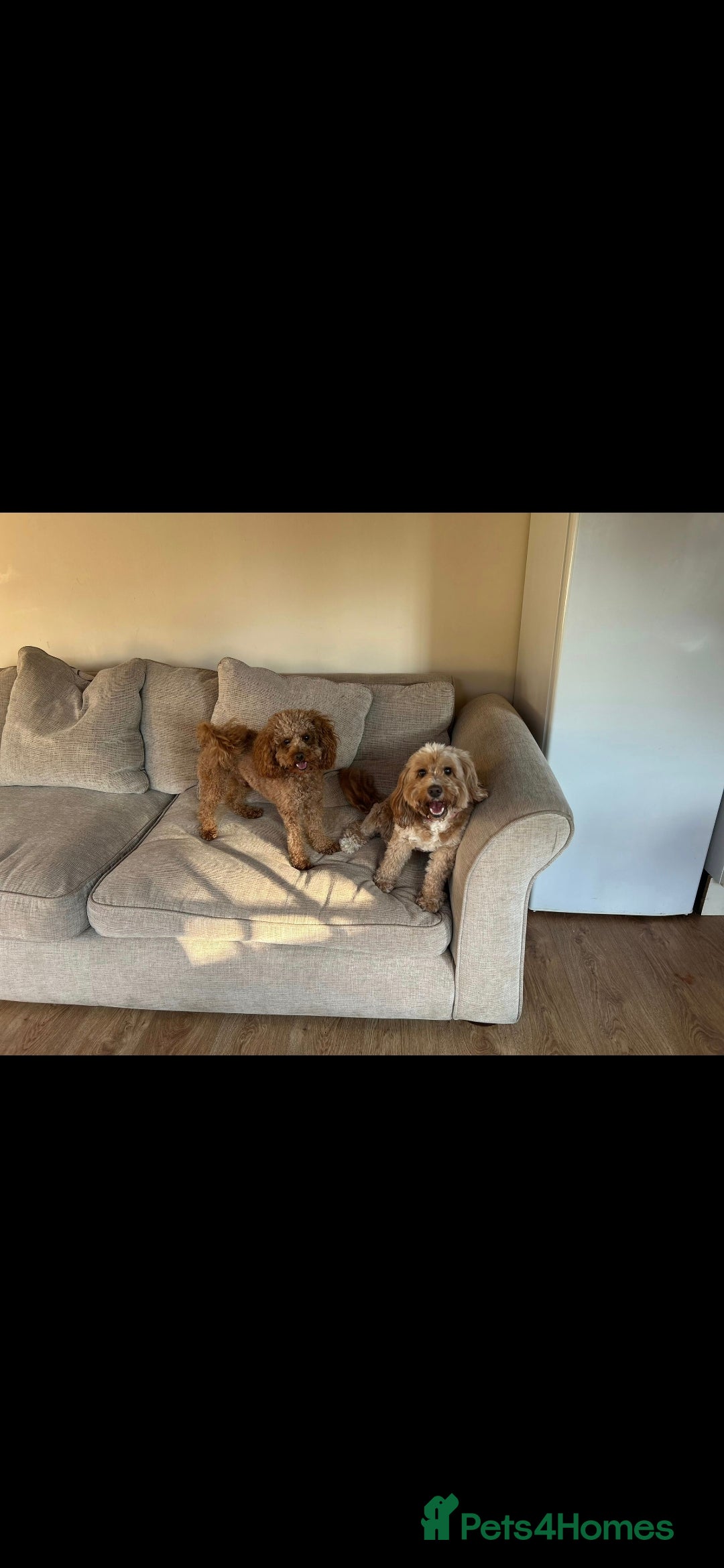 Cockapoo dogs for sale: F1B cockapoo puppies  - Advert 6