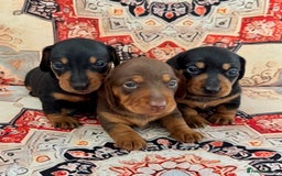 Miniature Dachshund dogs for sale: Mini Dachshund puppies, PRA clear, health tested - Image 5