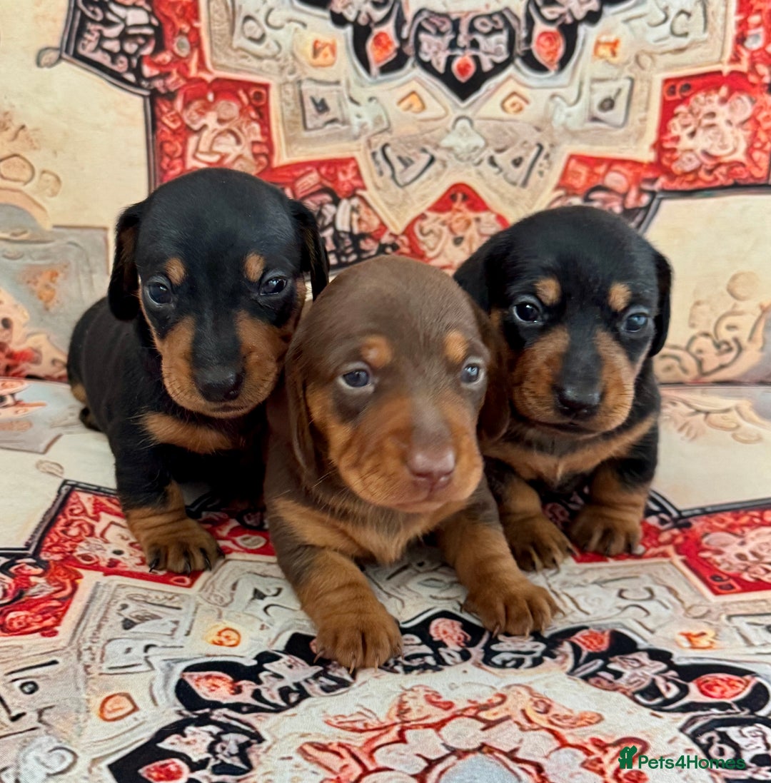 Miniature Dachshund dogs for sale: Mini Dachshund puppies, PRA clear, health tested - Image 5