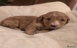Cockapoo dogs for sale: F1 Minature Cockapoos - Image 3