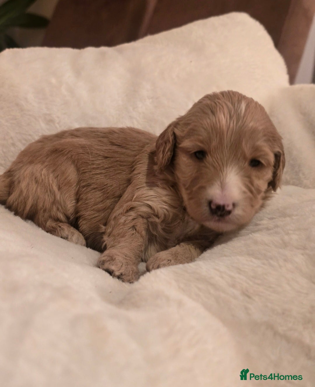 Cockapoo dogs for sale: F1 Minature Cockapoos - Image 3