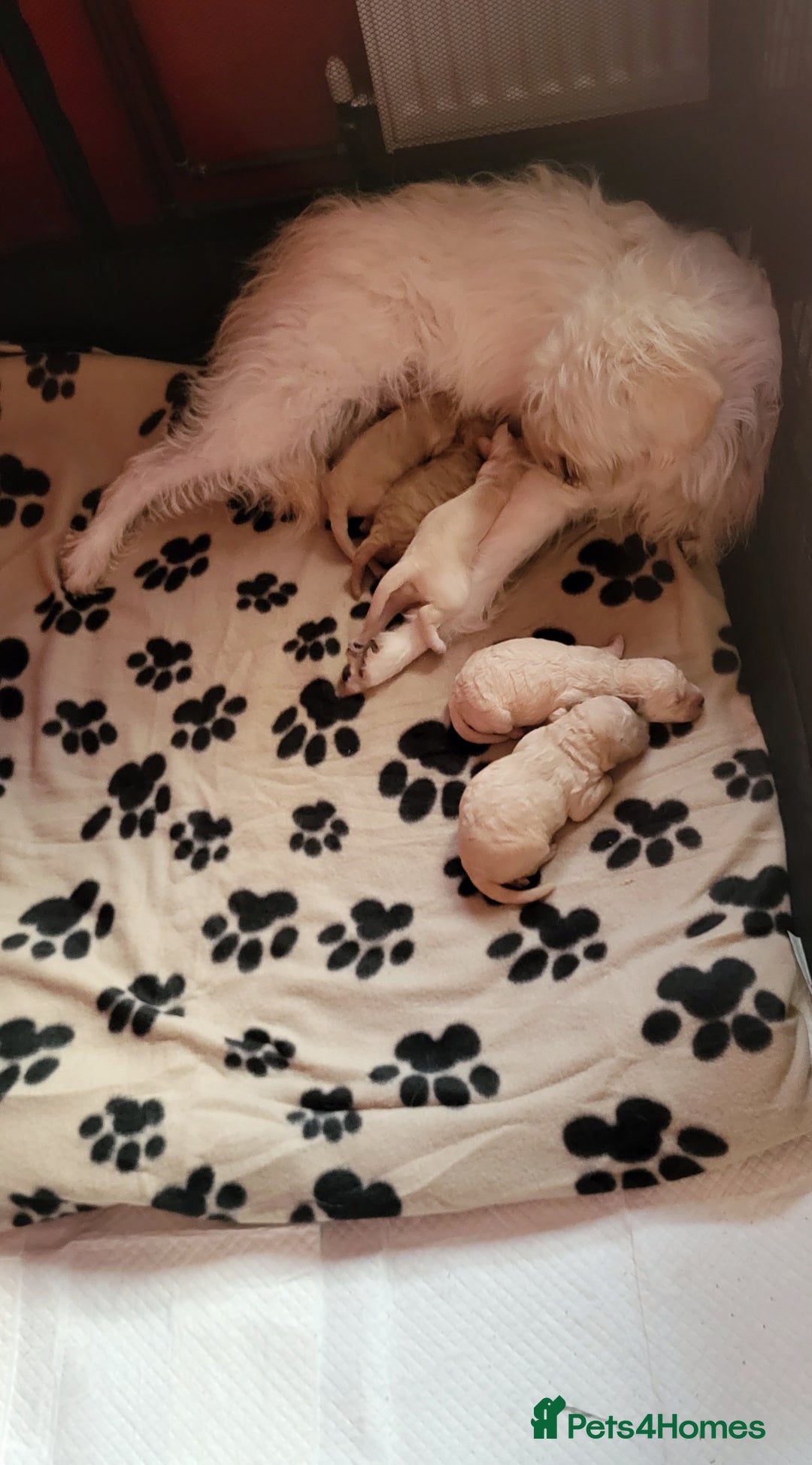 Mixed Breed dogs for sale: Cockapoo cross puppies  - Image 9