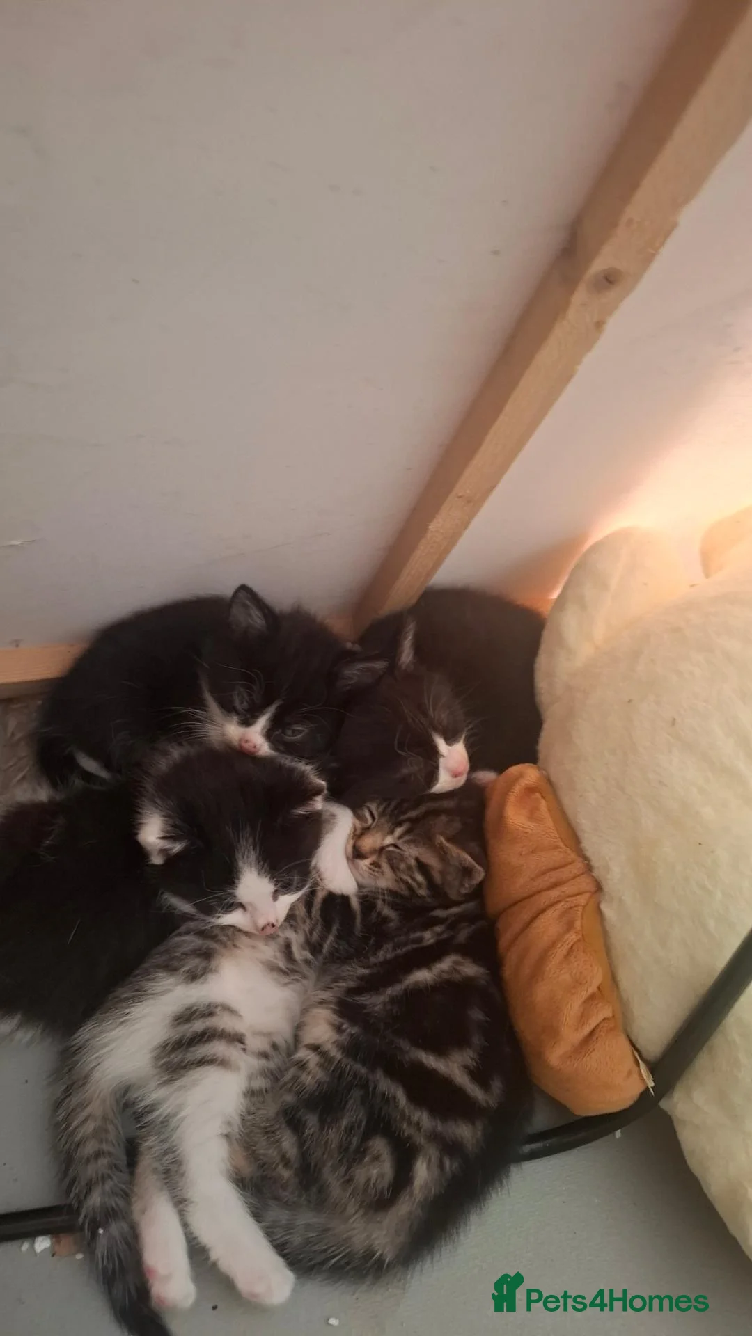 Mixed Breed cats for sale: 5 kittens - Advert 6