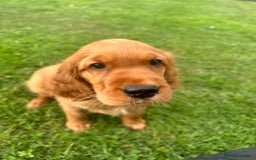 Mixed Breed dogs for sale: Rare Litter of Golden Irish puppies available  - Image 6