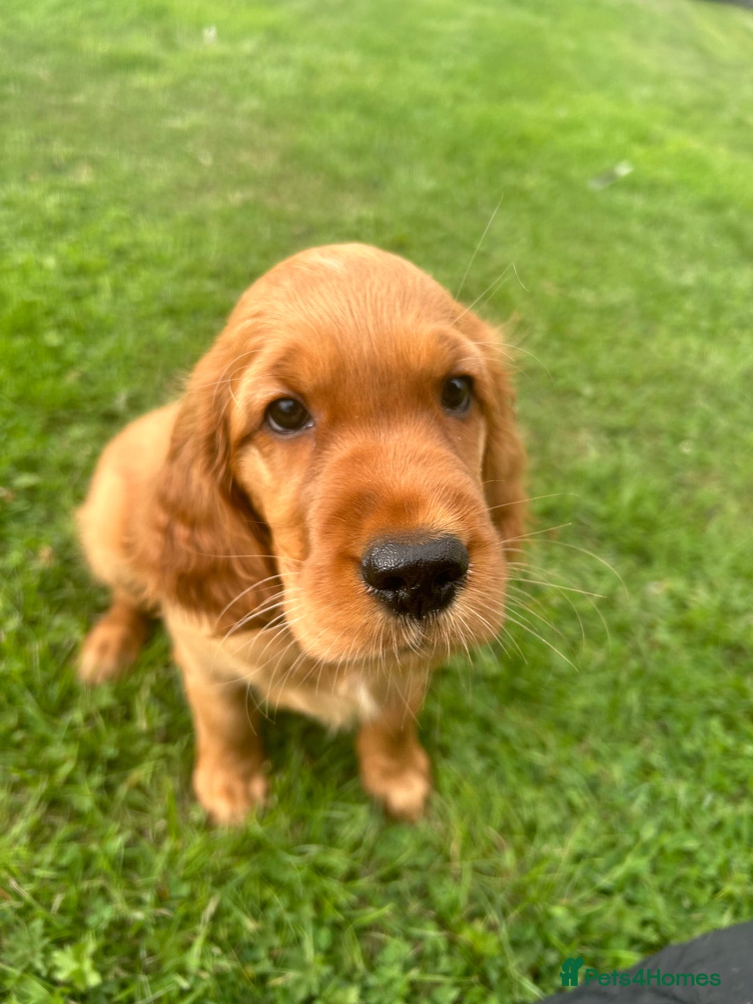 Mixed Breed dogs for sale: Rare Litter of Golden Irish puppies available  - Image 6