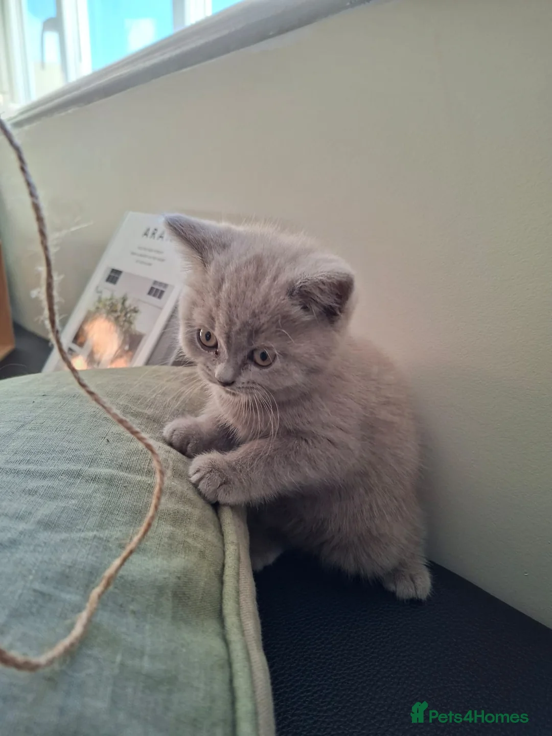 British Shorthair cats for sale: Adorable Silver British Shorthair Kitten for sale  in Dereham - Advert 17