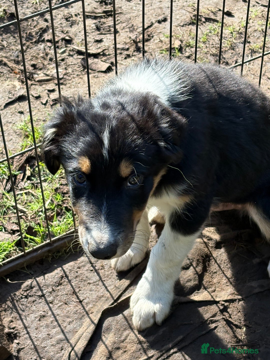 Border Collie dogs for sale: Border collie puppies ** Ready to Leave ** - Image 25
