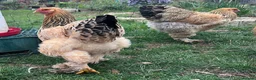 Chickens poultry for sale: Brahma hens  - Advert 4