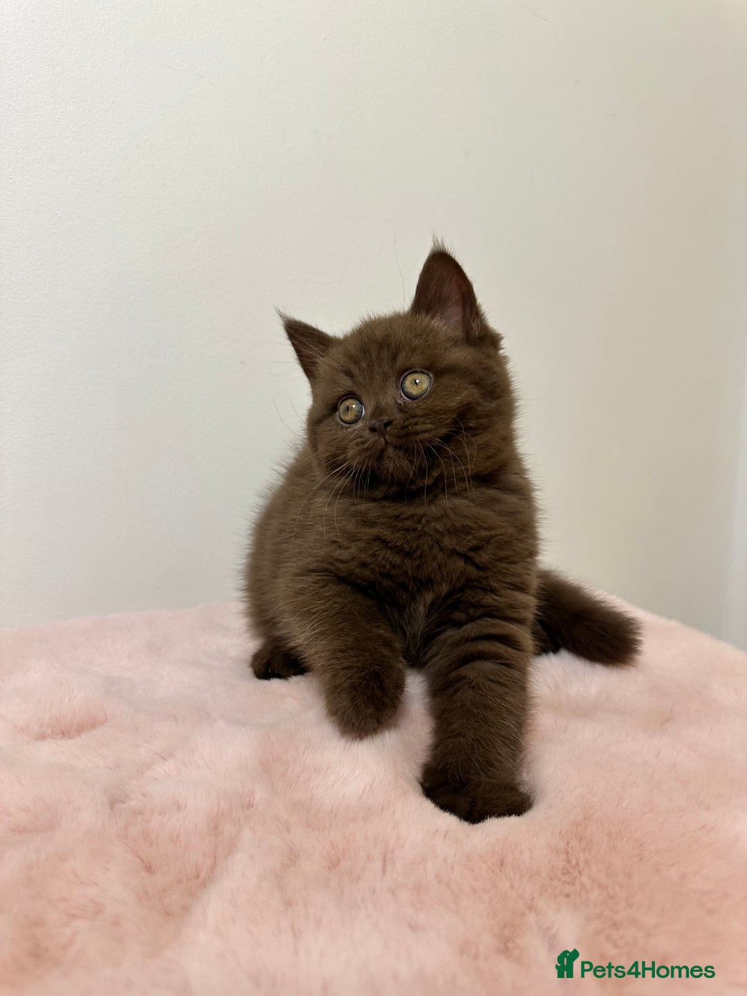 British Shorthair cats for sale: British Shorthair Chunky Chocolate Kittens🐻 - Advert 19