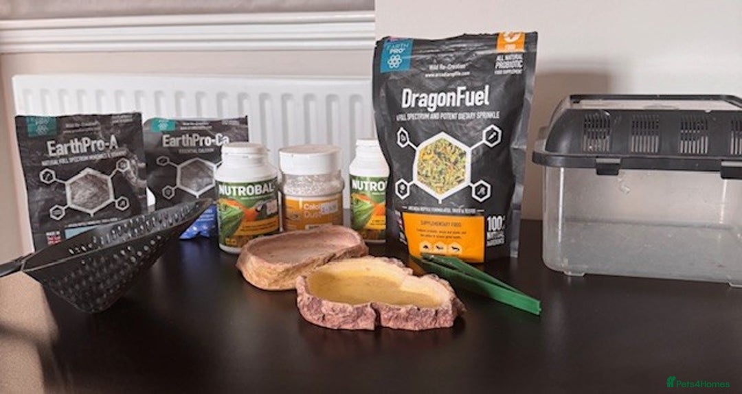 Bearded Dragon reptiles for sale: Bearded Dragon + Large Vivarium & Full Setup - Image 11