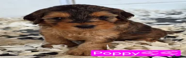 Poppy