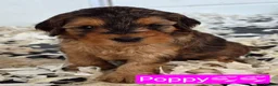 Cockapoo dogs for sale: Health Tested F2 Cockapoo Puppies  - Advert 20
