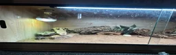 Bearded Dragon reptiles for sale: Blaze 🌹 - Advert 6