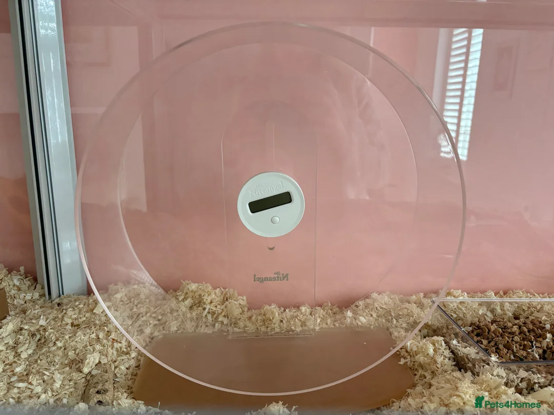 Hamster rodents for sale: Robo Hamster with two bucastate enclosures in Llanelli - Advert 2