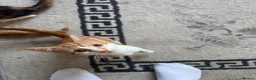 Mixed Breed cats for sale: Kittens ready to leave still available  - Advert 20