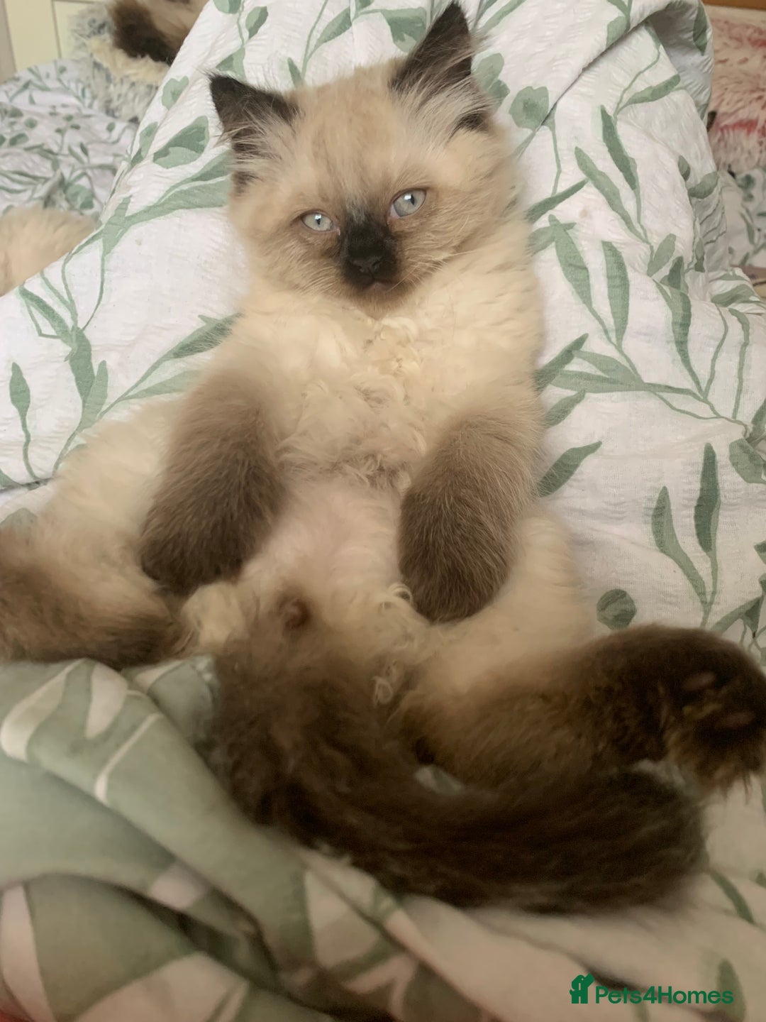 Ragdoll cats for sale: Ragdoll Kittens- 3 Bundles of fluff - Image 3