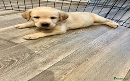 Labrador Retriever dogs for sale: Beautiful Labrador Puppies  in Cranleigh - Image 3