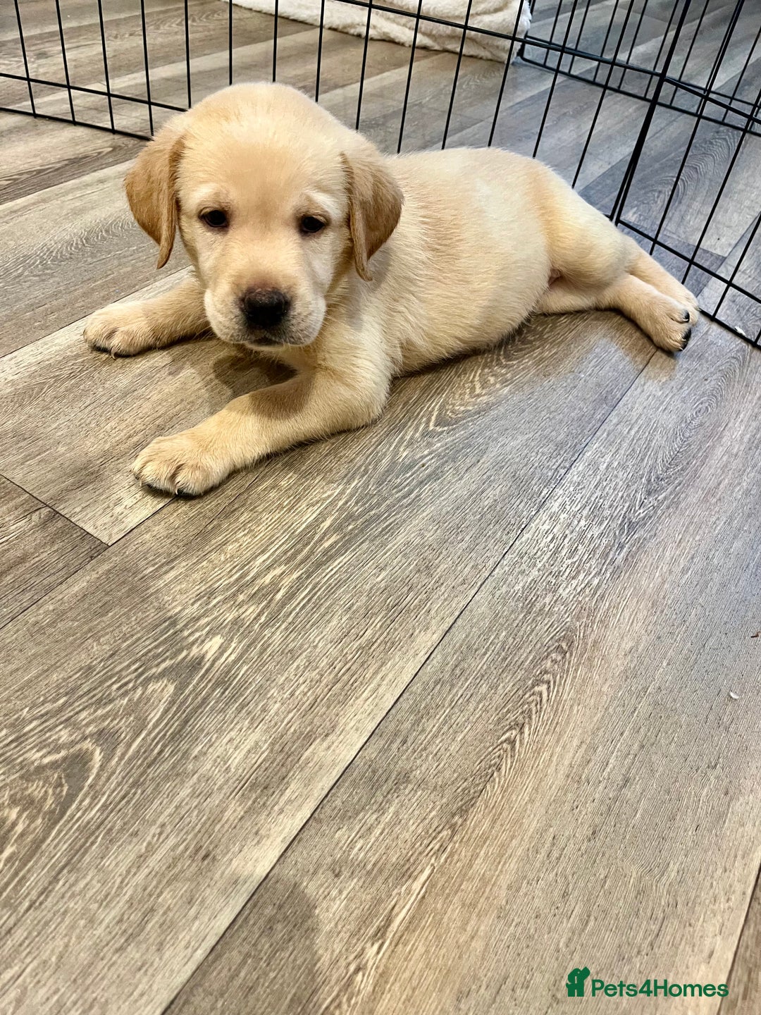 Labrador Retriever dogs for sale: Beautiful Labrador Puppies  in Cranleigh - Image 3