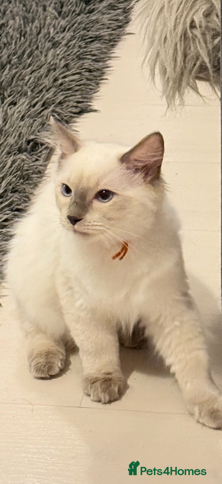Ragdoll cats *** Beautiful Pure Male Ragdoll Ready To Leave** - Advert 12