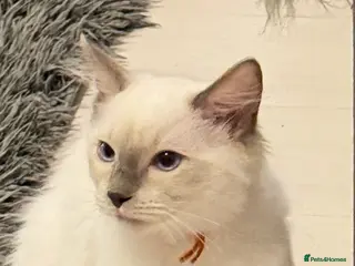 Ragdoll cats *** Beautiful Pure Male Ragdoll Ready To Leave** - Advert 12