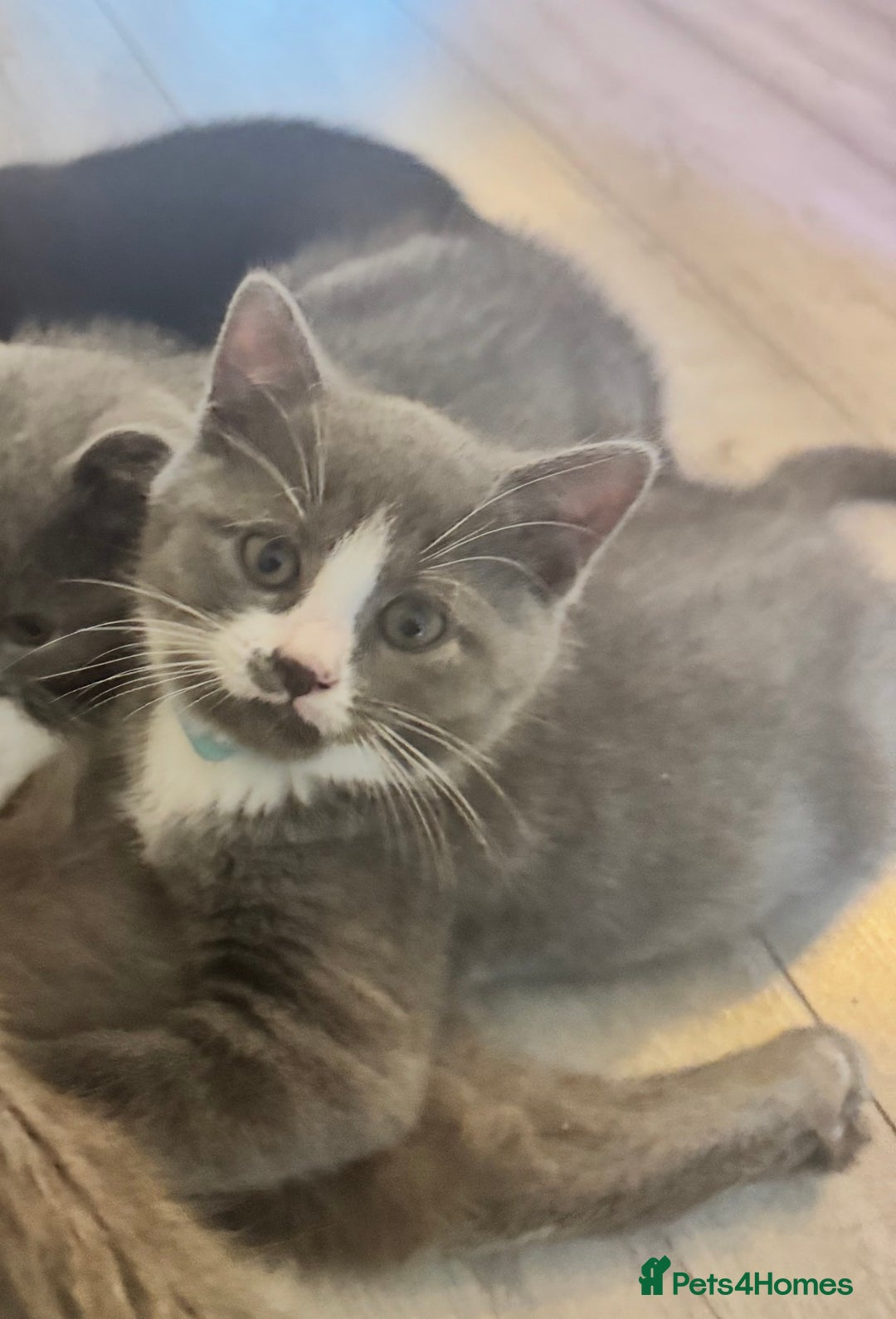 British Shorthair cats for sale: Blue British short-hair kittens - Advert 17