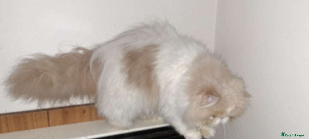 Persian cats for sale:  Pedigree Persian Female Available Now - Advert 15