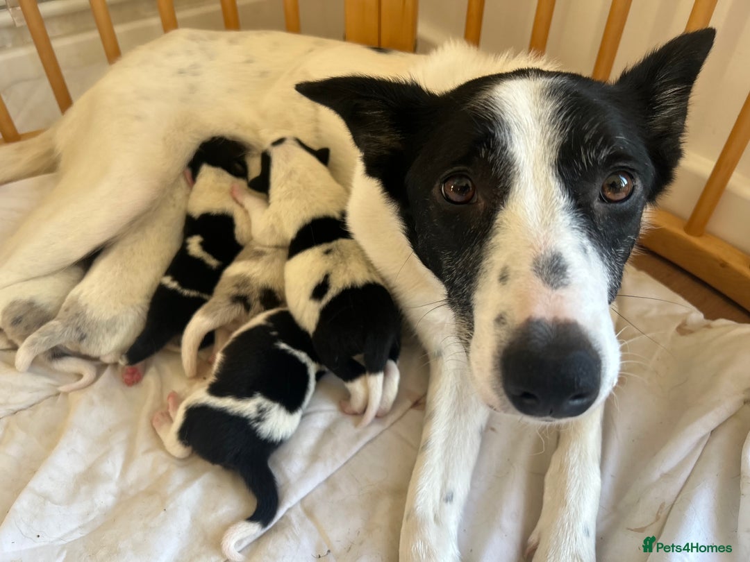 Border Collie dogs for sale: ✨ 6 beautifully marked border collie puppies ✨ - Advert 7