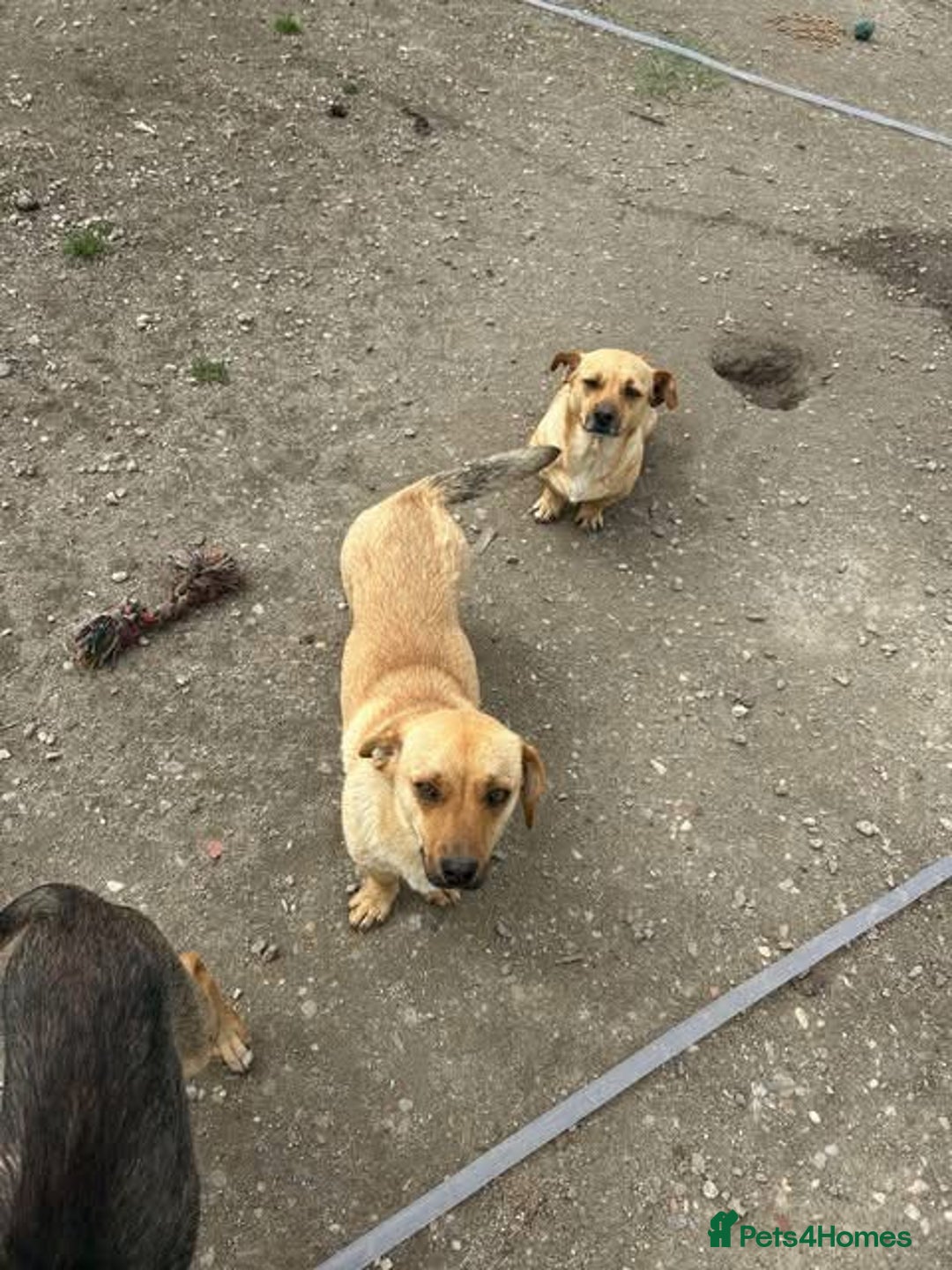 Mixed Breed dogs for adoption: Rescue boy Ethan is looking for his forever home - Advert 29