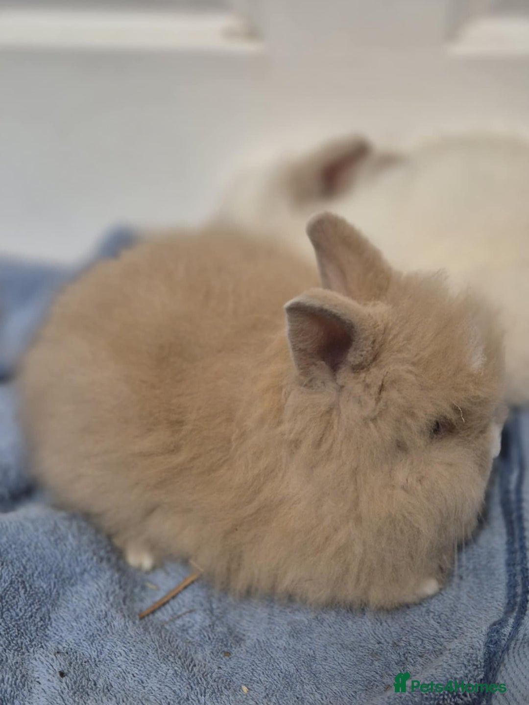 Mini Lion Lop rabbits for sale: Stunning Double Maned, Mini Lionlop Babies - Advert 3