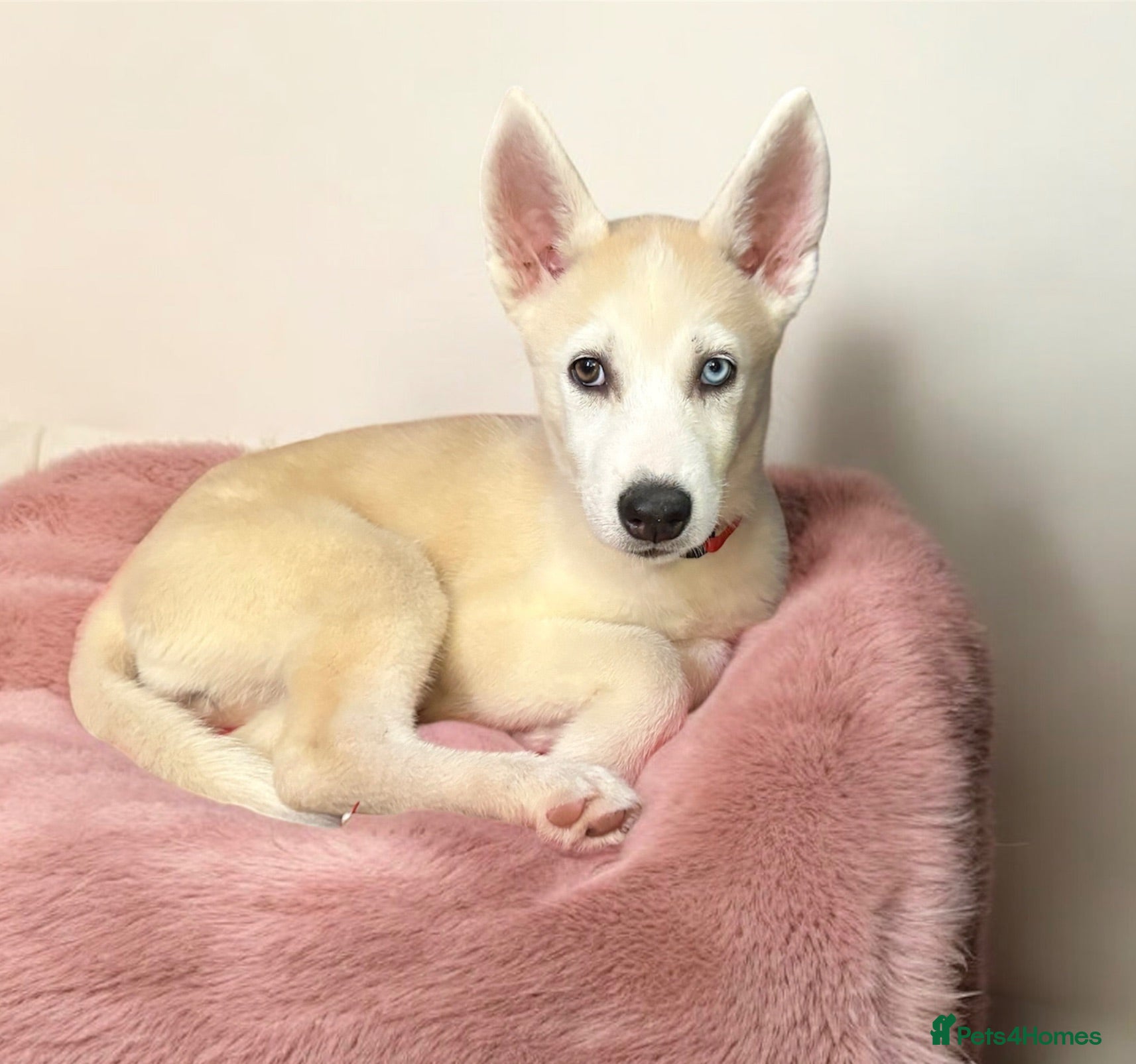 Siberian Husky dogs READY TO LEAVE! Only 1 boy and 1 girl remaining! - Advert 1