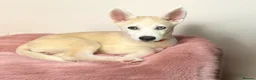 Siberian Husky dogs for sale: Only 1 bi-eyed girl remaining! Ready to leave! - Advert 1