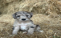 Bordoodle dogs for sale: Beautiful Bordoodle puppies - Image 5