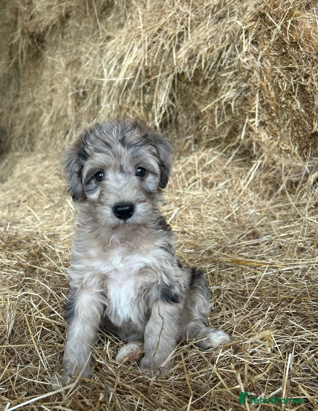 Bordoodle dogs for sale: Beautiful Bordoodle puppies - Image 5