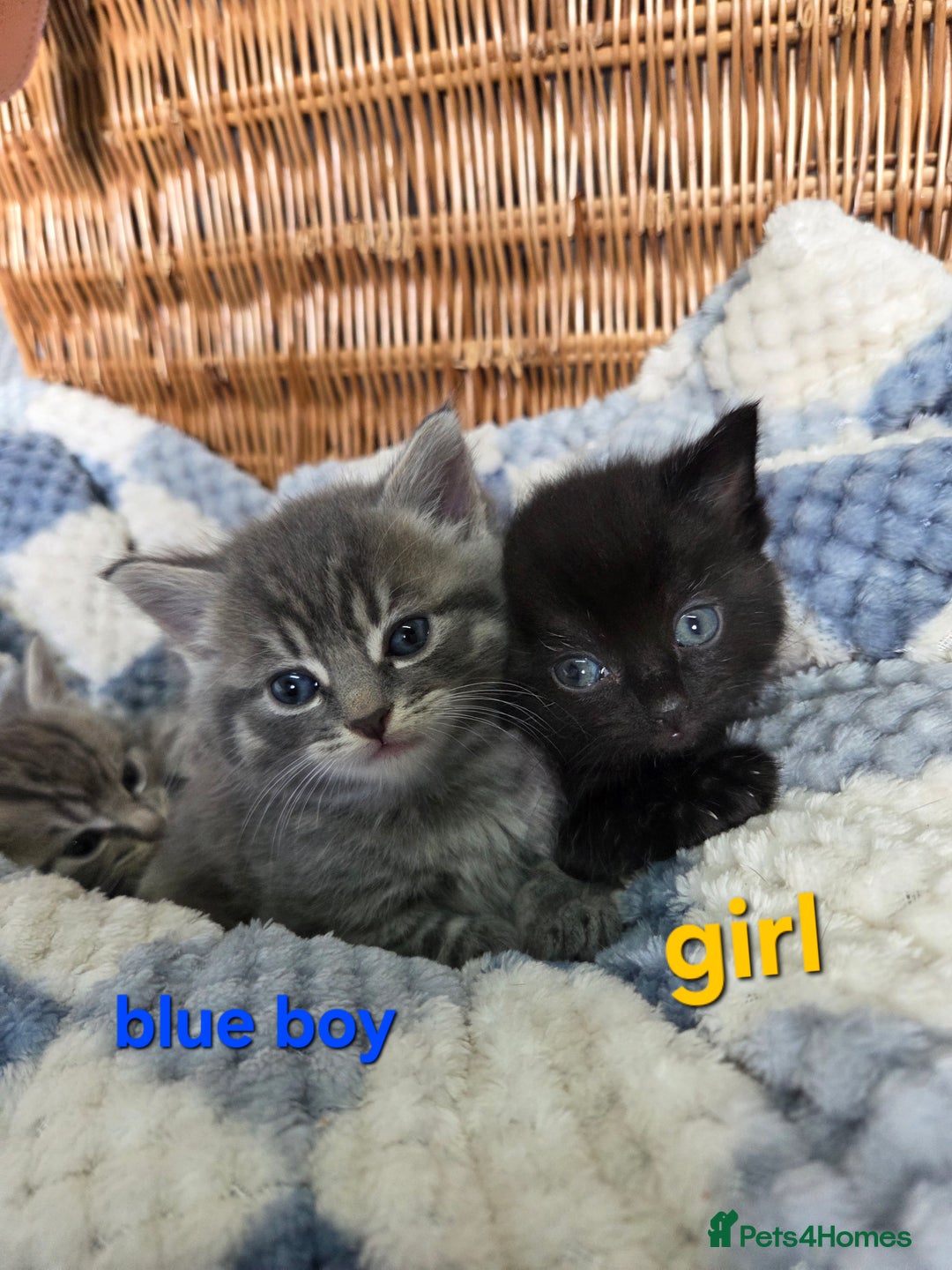Mixed Breed cats for sale: Beautiful kittens  - Image 10