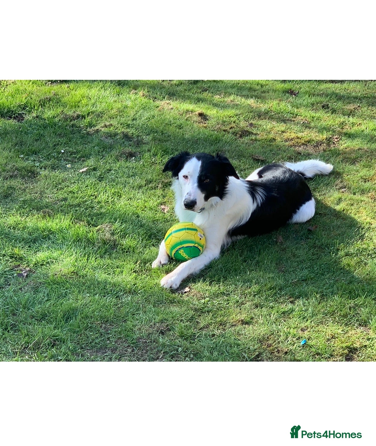 Border Collie dogs Beautiful border collie for stud -proven in Southampton - Advert 3