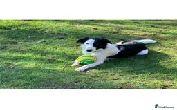 Border Collie dogs for stud: Beautiful border collie for stud -proven in Southampton - Image 1