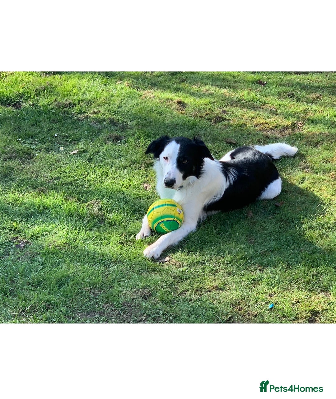Border Collie dogs for stud: Beautiful border collie for stud -proven in Southampton - Image 1