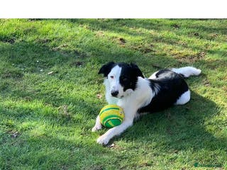 Border Collie dogs Beautiful border collie for stud -proven in Southampton - Advert 7