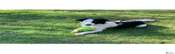 Border Collie dogs for stud: Beautiful border collie for stud -proven in Southampton - Advert 1