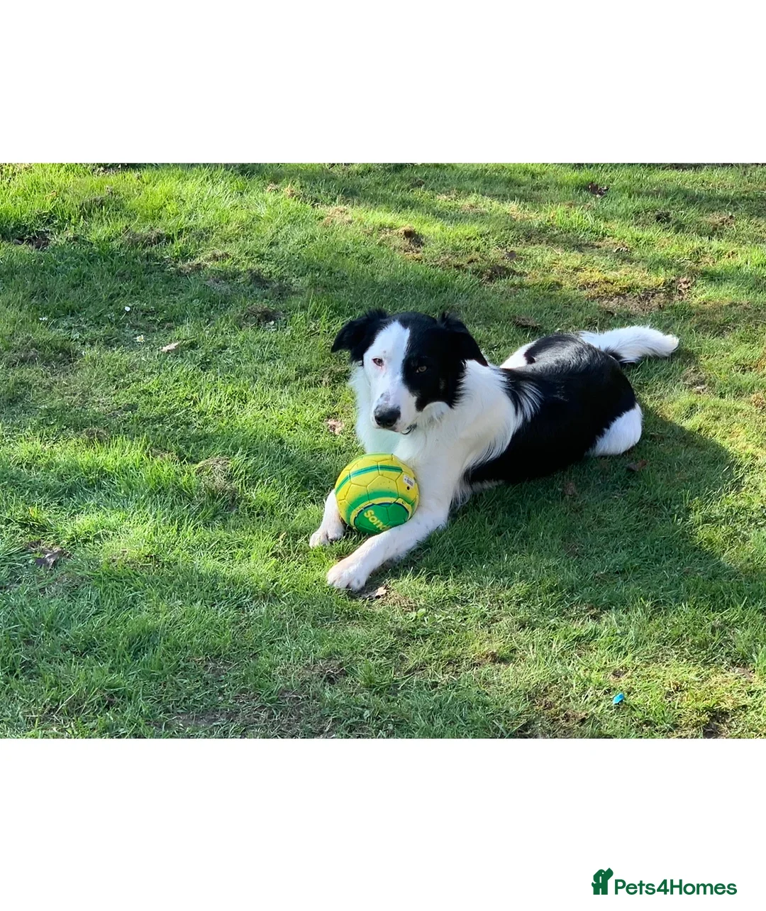 Border Collie dogs for stud: Beautiful border collie for stud -proven in Southampton - Advert 1