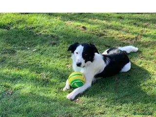 Border Collie dogs Beautiful border collie for stud -proven in Southampton - Advert 2