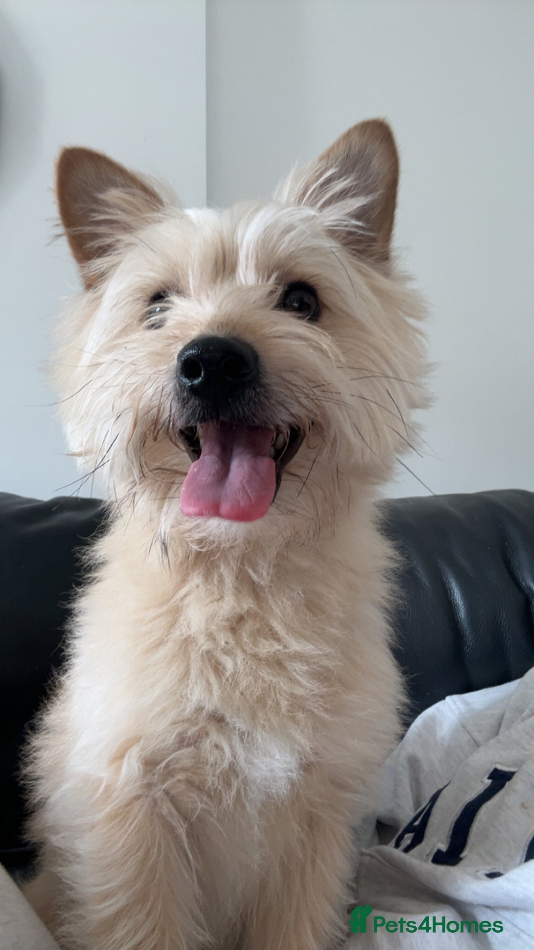 Mixed Breed dogs for sale: Yorkie x Pomeranian, looking for his forever home - Advert 6