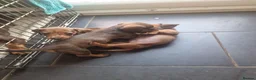 Miniature Dachshund dogs for sale: Beautiful miniature daschunds  - Advert 10