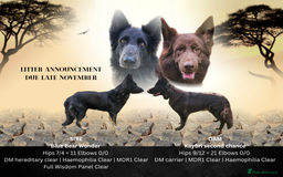 German Shepherd dogs for sale: 💠UPCOMING LITTER ENQUIRE TO FIND OUT MORE💠 - Image 1