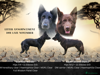 German Shepherd dogs - Advert 1