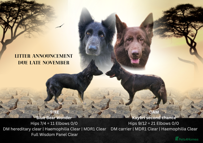 German Shepherd dogs - Advert 2